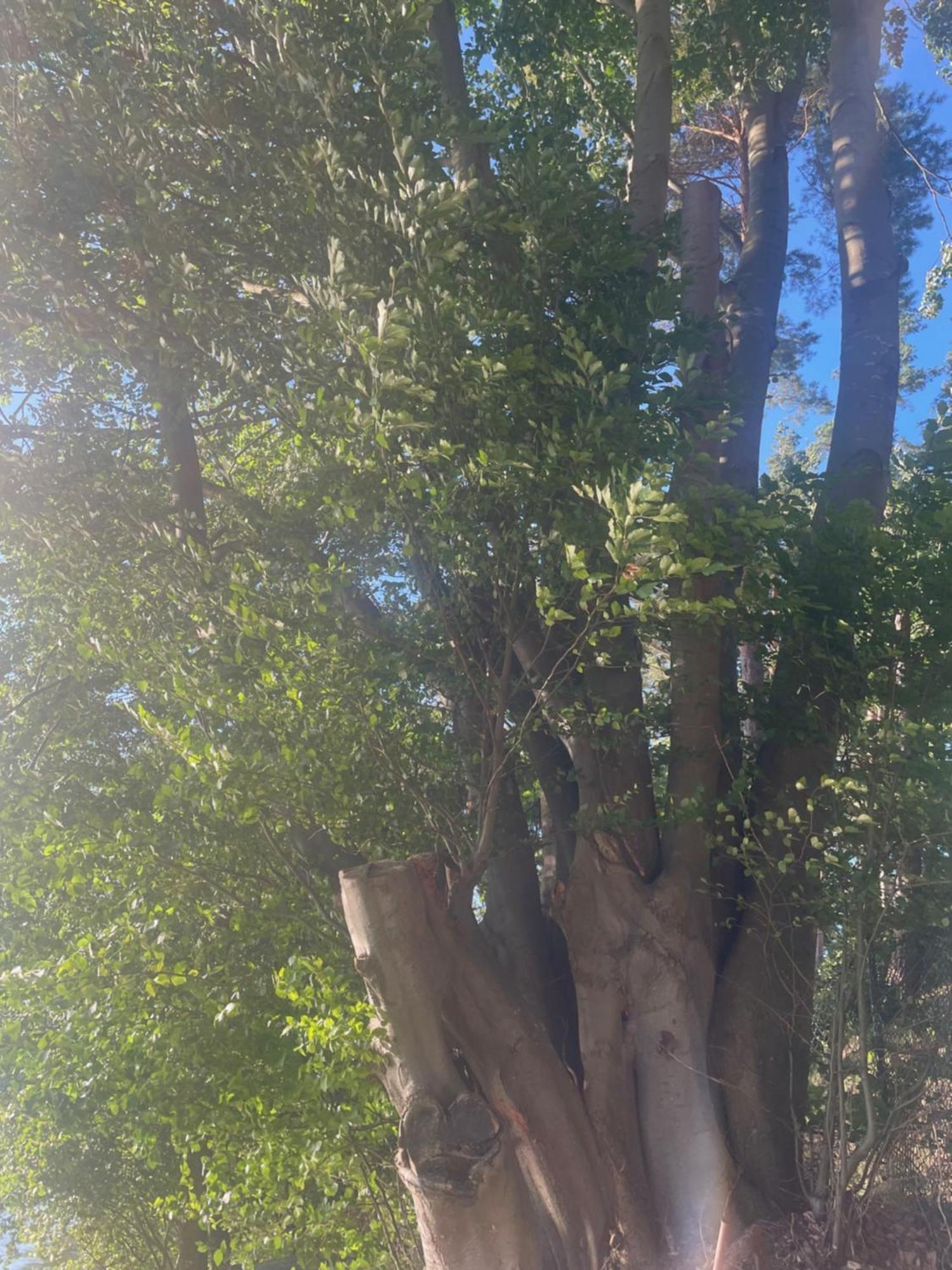 Jarski Domek Stężyca Dış mekan fotoğraf